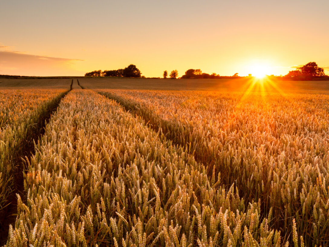 Wheat, farm, agri. Wheat Field Sunset