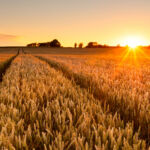 Wheat Field Sunset