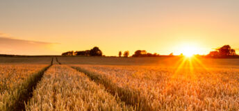 Wheat Field Sunset