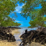 Mangrove