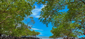 Mangrove