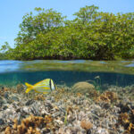 Mangrove in the sea