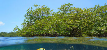 Mangrove in the sea