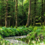 Coniferous forest