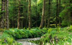 Coniferous forest