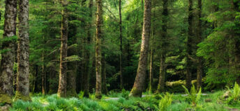 Coniferous forest