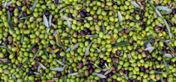 A photo of a pile of Olives