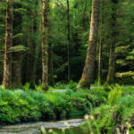 New Zealand forest with a river flowing through