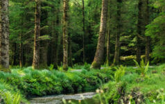 New Zealand forest with a river flowing through
