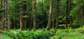 New Zealand forest with a river flowing through