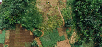 Farm in Nigeria