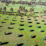La Caisse takes 20% stake in GoFarm and commits to Australian cropping fund Aerial of Olive trees growing in central Victoria