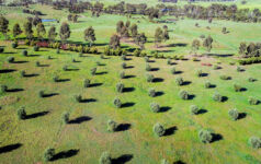 Aerial of Olive trees growing in central Victoria