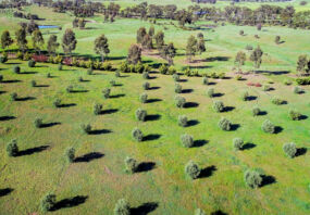 Aerial of Olive trees growing in central Victoria