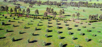Aerial of Olive trees growing in central Victoria