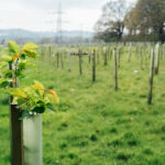 Tree nursery