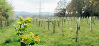 Tree nursery