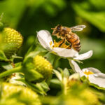 Food and forestry attract capital under a growing number of labels Bee on a strawberry flower.