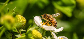 Bee on a strawberry flower.