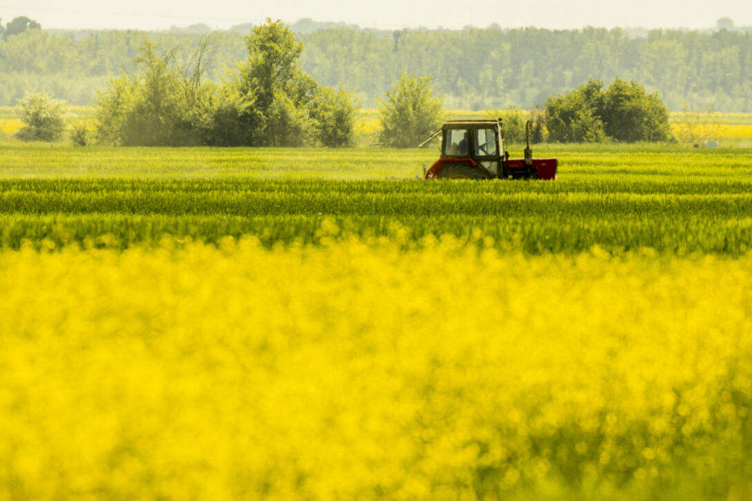 Farm, rapeseed, agri, europe Rape field