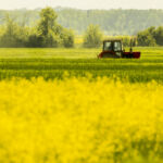 Rape field