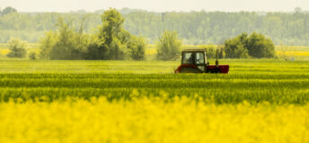 Rape field