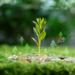 Young plant sprouting from coins on green moss with rising arrow, market chart overlay. Concept of green investment, ESG finance, sustainable growth, ROI and climate impact returns. green investment