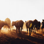 Cows