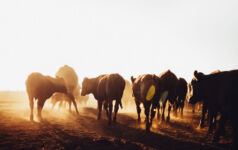 Briefing: Acumen launches $120m Resilient Agri Fund II Cows