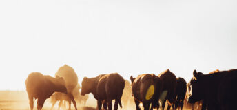Cows
