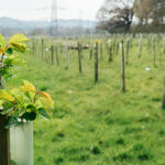 A photo of saplings in a field