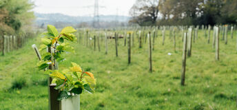 A photo of saplings in a field