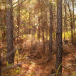 Image of a forest.