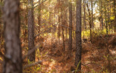 Image of a forest.