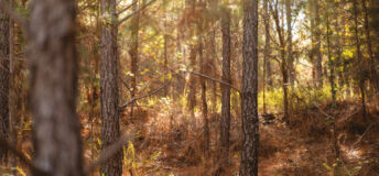 Image of a forest.