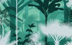 Forest illustration