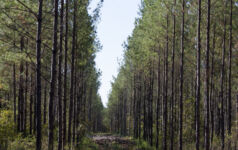 US timberland returns 4.9% in year ending Q1 2026 โ NCREIF