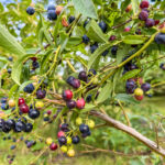 Rockefeller backs Alder Pointโs land improvement strategy with $4m