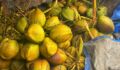 Yellow coconuts