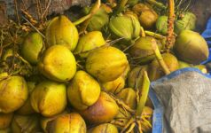 Yellow coconuts