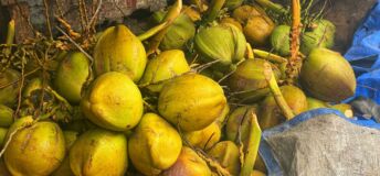 Yellow coconuts