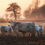 Cows in a field