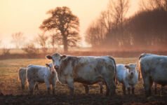 Natural capital finds a home in the property portfolio Cows in a field