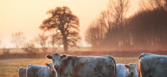 Cows in a field
