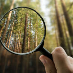 Intense scrutiny of Rushy Lagoon sale signals sensitivity to change A magnifying glass focusing on a forest