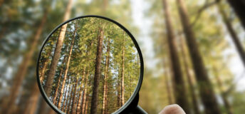Intense scrutiny of Rushy Lagoon sale signals sensitivity to change A magnifying glass focusing on a forest