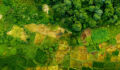 Malawi farm