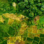 Malawi farm