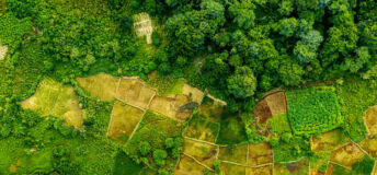 Malawi farm