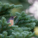 Forest wildlife